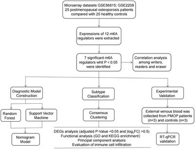 Bioinformatics identification and experimental validation of m6A-related diagnostic biomarkers in the subtype classification of blood monocytes from postmenopausal osteoporosis patients